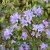 Rhododendron x lapponicum Blue Tit