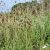 Sanguisorba officinalis Cangshan Cranberry