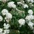 Spiraea x vanhouttei, Bukettspirea