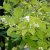Philadelphus coronarius Aureus, Guldschersmin