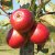 Höstäpple, Summerred, Äpple, stam A2 2 års co