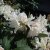 Rhododendron cauca. Cunningham´s White - Inkarho, Parkrododendron Inkarho, 30-40 C5