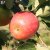 Malus domestica Trulsa ® E