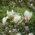 Magnolia × soulangeana