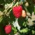 Rubus idaeus Polka, Hösthallon