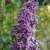 Syringa vulgaris Sensation, Ädelsyrén