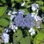 Hydrangea serrata Bluebird, Purpurhortensia