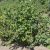 Ribes nigrum Risarp, Svarta Vinbär, busk C3,5