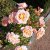 floribunda Drottningholm ® (Rosenborg, Poulasor), Floribundaros, C4