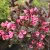 Weigela florida Alexandra ® (Wine and Roses), Rosenprakttry