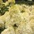 Hydrangea paniculata Silver Dollar ®, Syrénhortensia