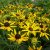 Rudbeckia fulgida Little Goldstar ®, Strålrudbeckia