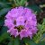 Rhododendron cataw. English Roseum
