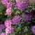 Rhododendron cataw. English Roseum