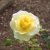 mini-flora Stockholm ™ (Stockholms Slott, Poulcas033), Rabattros, C4