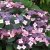 Hydrangea serrata Lamona E