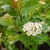 Aronia x prunifolia Viking, Slånaronia
