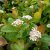 Aronia x prunifolia Viking, Slånaronia