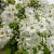 Exochorda racemosa
