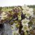 Weigela hybr. Ebony and Ivory ® (Velda), Trädgårdsprakttry, 30-40 C3