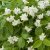 Philadelphus coronarius Finn E, Doftschersmin