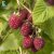 Rubus idaeus Haida E, Hallon