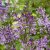 Syringa josikaea Oden E, Ungersk Syrén, busk C5