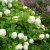 Viburnum opulus Strömsund E, Skogsolvon