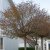 Acer platanoides Globosum, Klotlönn
