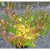 Acer tataricum fk Falun E, Rysk Lönn