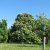 Aesculus hippocastanum, Hästkastanj