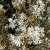 Amelanchier lamarckii Fk Ultuna, Prakthäggmispel, busk C3,5