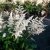 Astilbe japonica Ellie, Silverastilbe