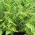 Athyrium filix-femina, Majbräken