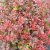 Berberis thunbergii Atropurpurea Nana, Dvärgberberis