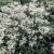 Anaphalis triplinervis Sommerschnee