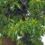 Castanea sativa, Äkta Kastanj, 60-80 C6