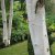 Betula utilis jacquemontii, Himalayabjörk