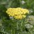 Achillea hybr. Credo