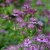 Astrantia major Ruby Wedding