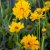 Coreopsis grandiflora Early Sunrise, Flicköga, P9cm