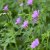Geranium endressii