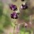 Geranium phaeum