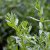 Hyssopus officinalis, Isop