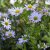 Aster incisus Blue Star