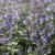 Nepeta faassenii Junior Walker ®, Kantnepeta / Kattmynta