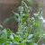 Salvia pratensis