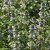 Thymus x citriodorus Lemon Curd