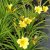 Hemerocallis hybr. Stella d´Oro, Daglilja, SQ1
