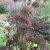 Angelica gigas, Purpurkvanne